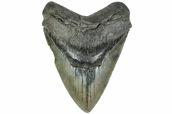 Fossil Megalodon Tooth - South Carolina #208564